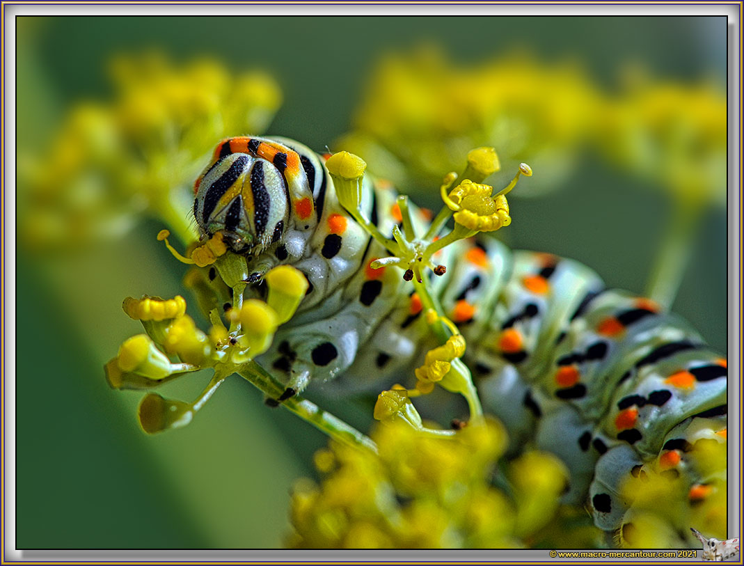 Chenille du Machaon